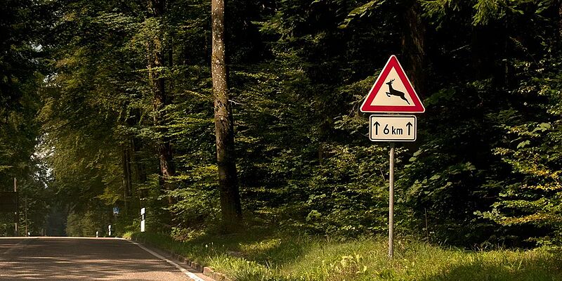 Vorsicht vor Wildwechsel: das solltest du beachten